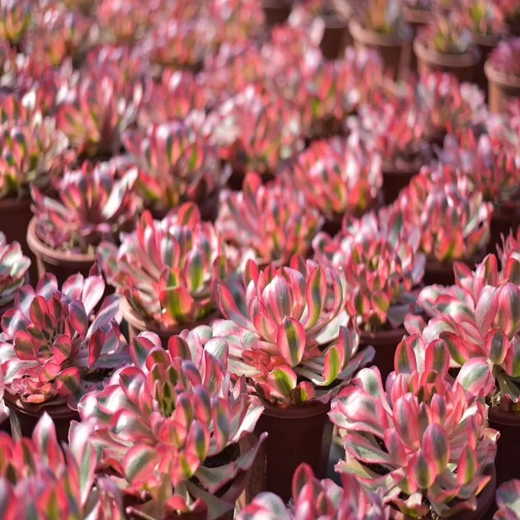 Aeonium Alice Single CUT