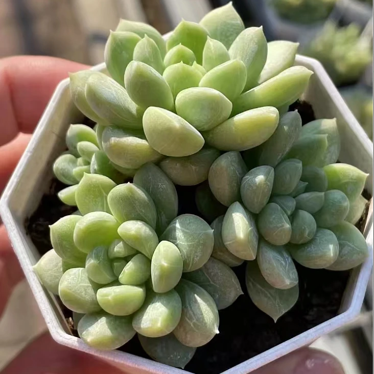 Echeveria 'Ice Can' # Succulent Plants #rareplants