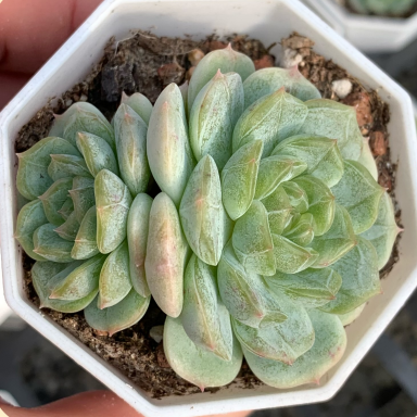 Echeveria 'White Lovers' Rare Succulent Plants