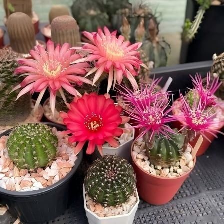 Echinopsis Cinnabarina best