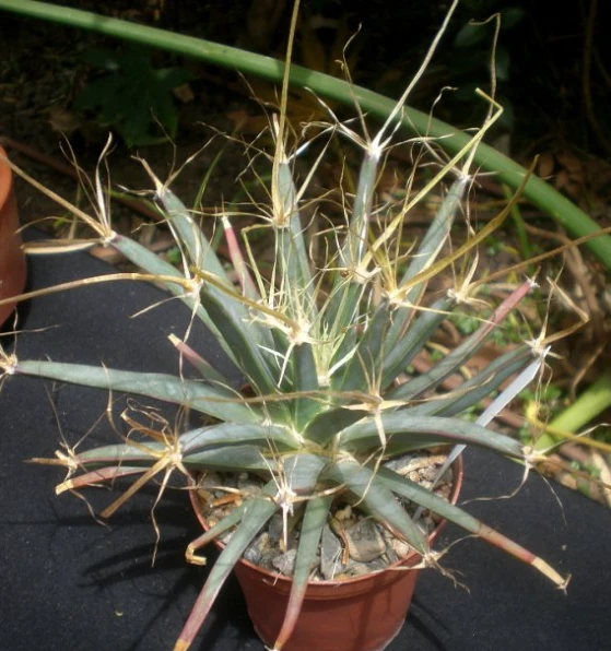 Leuchtenbergia Principis suppliers