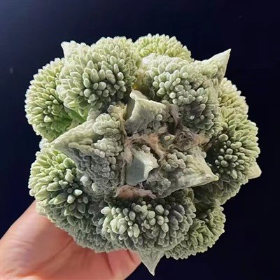 Ariocarpus Furfuraceus